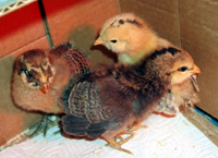 chickens image