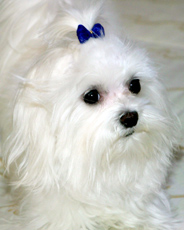 Riley image